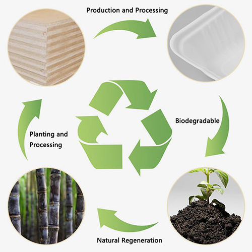 Behind the Scenes Material Science in Eco Disposable Products