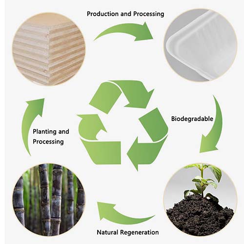 What Is Bagasse Packaging Everything You Need to Know